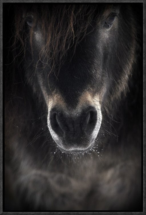 "Ulysses" Framed Canvas Giclee by P R I, 13x19"