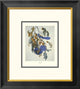 "Florida Jay (decorative border)"  by John James Audubon, 18x20"