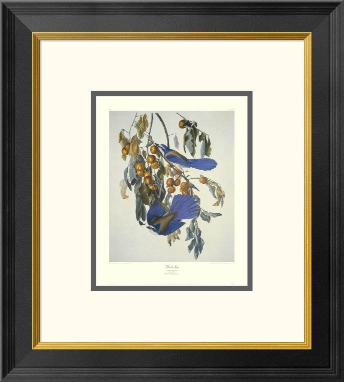 "Florida Jay (decorative border)"  by John James Audubon, 18x20"