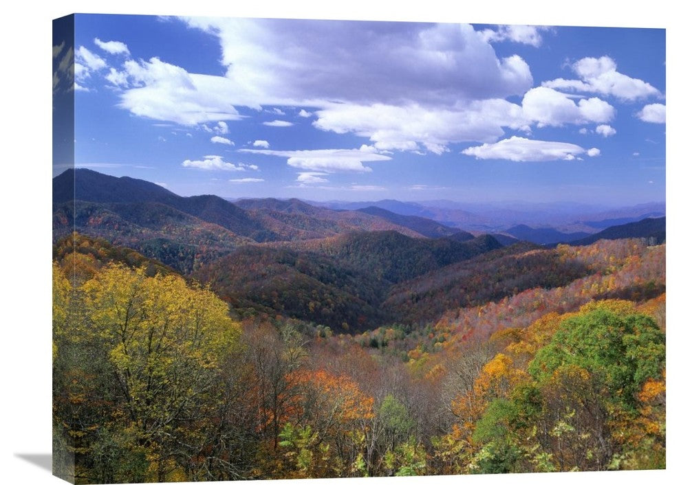 "Deciduous Forest, Blue Ridge Parkway, North Carolina" Artwork