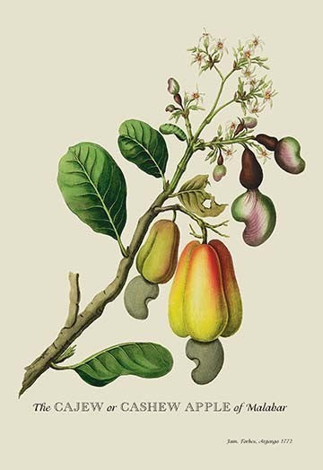 The Cajew or Cashew Apple of Malabar- Fine Art Giclee Print 24" x 36"
