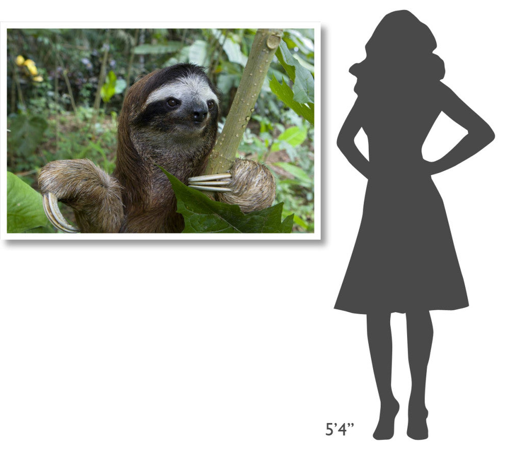 "Brown-throated 3-toed Sloth male, Aviarios Sloth Sanctuary" Paper Art, 50"x34"
