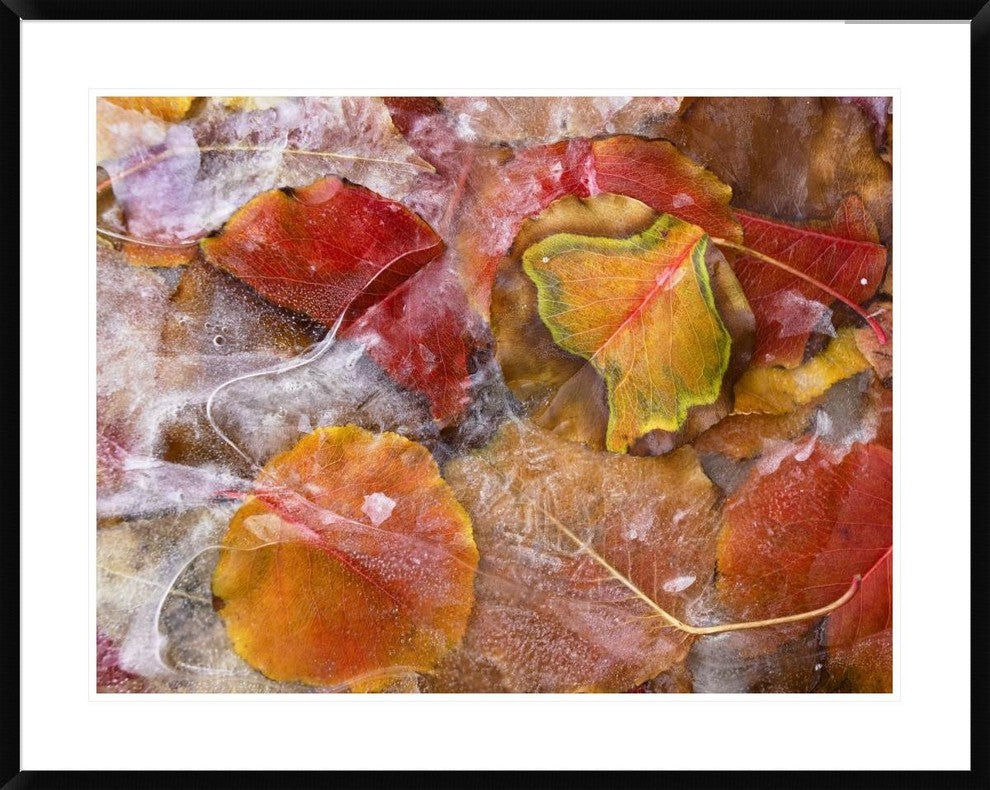 "Cottonwood frozen leaves, North America"  by Tim Fitzharris, 40x32"