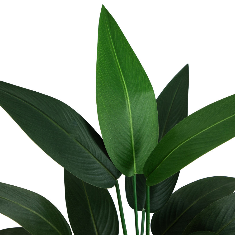 Close-up leaf on a solid white background (cropped view).