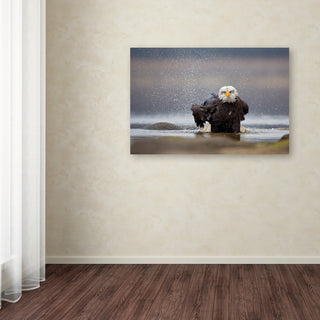 Milan Zygmunt 'Bald Eagle' Canvas Art, 12x19