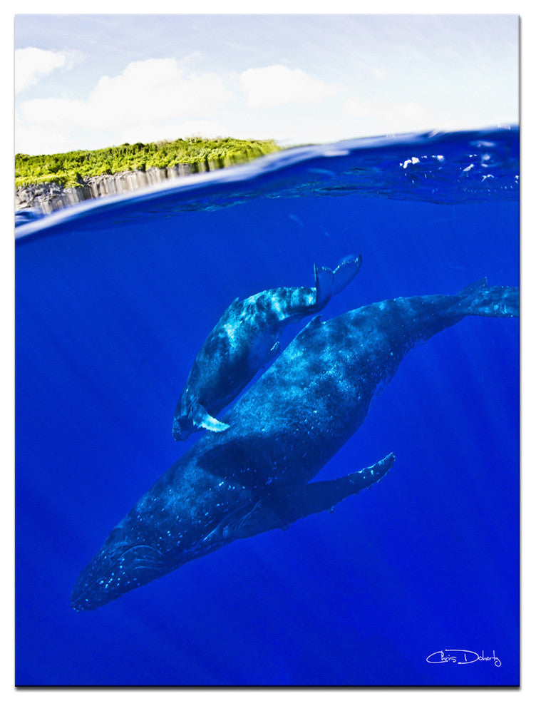Ready2hangart Chris Doherty 'Whales' Canvas Wall Art