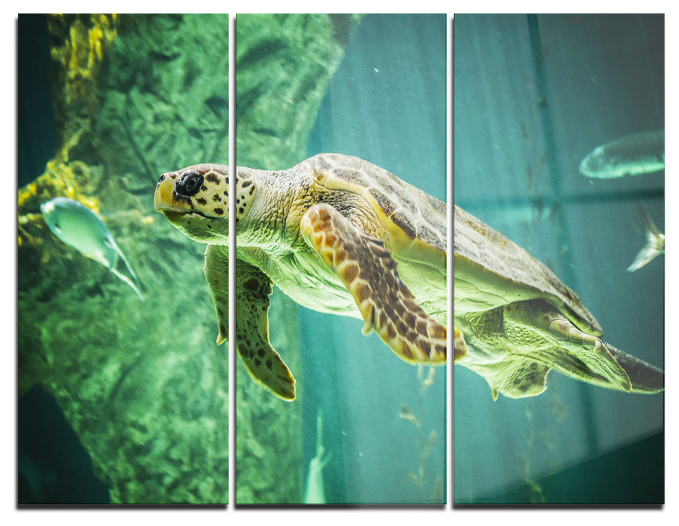 "Huge Turtle Swimming" Digital Metal Wall Art, 3 Panels, 36"x28"