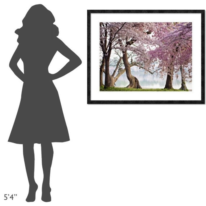 "Cherry trees bloom, Washington, USA" Framed Digital Print by Anonymous, 40x32"