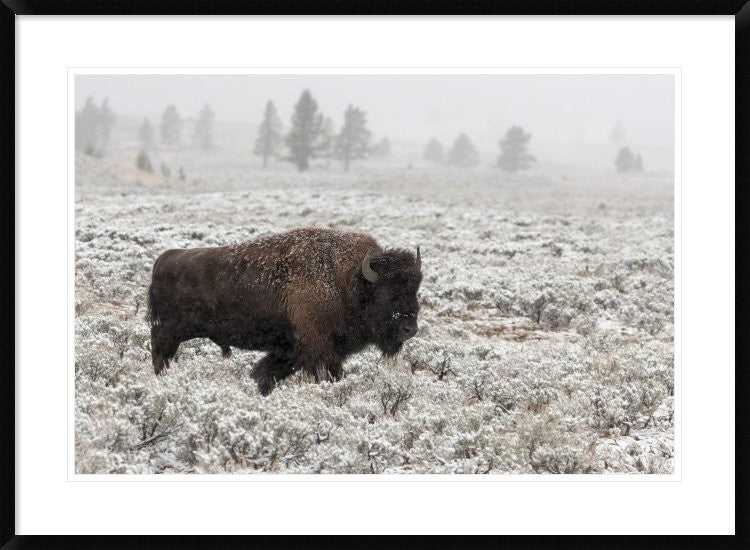 "Late Fall Yellowstone" Framed Digital Print by Alfred Forns, 38"x28"