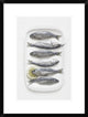 "I H T I S" Framed Digital Print by Dimitar Lazarov, 20"x26"