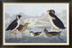 "Black-throated Guillemot and Nobbed-billed Auk"  by John James Audubon, 46x31"