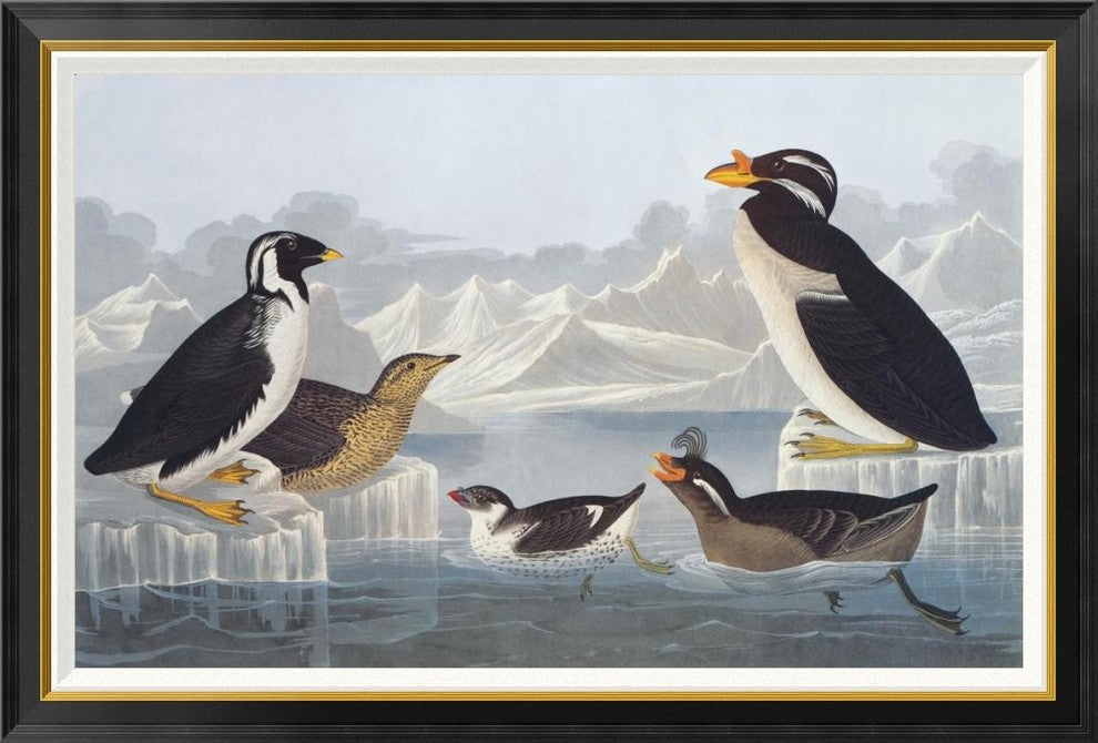"Black-throated Guillemot and Nobbed-billed Auk"  by John James Audubon, 46x31"
