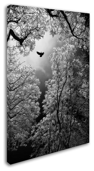 Goran Stamenkovic 'Flight' Canvas Art, 16x24