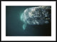 Gray Whale Curious Adult Investigating Underside Of Boat, Baja, Mexico, 36"x26"
