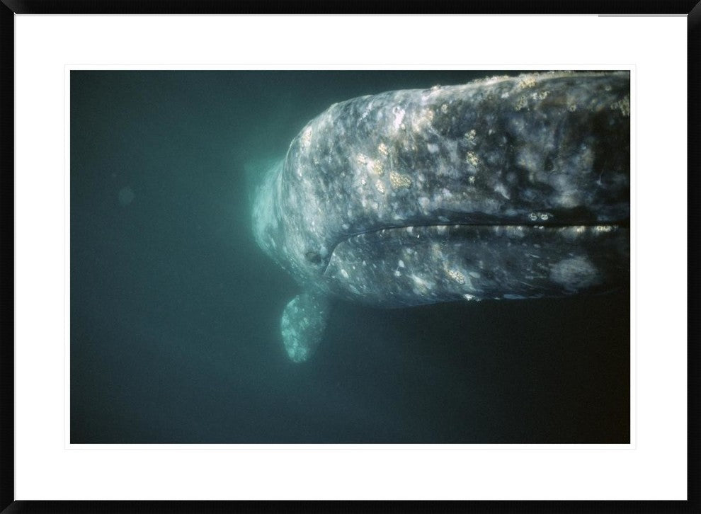 Gray Whale Curious Adult Investigating Underside Of Boat, Baja, Mexico, 36"x26"