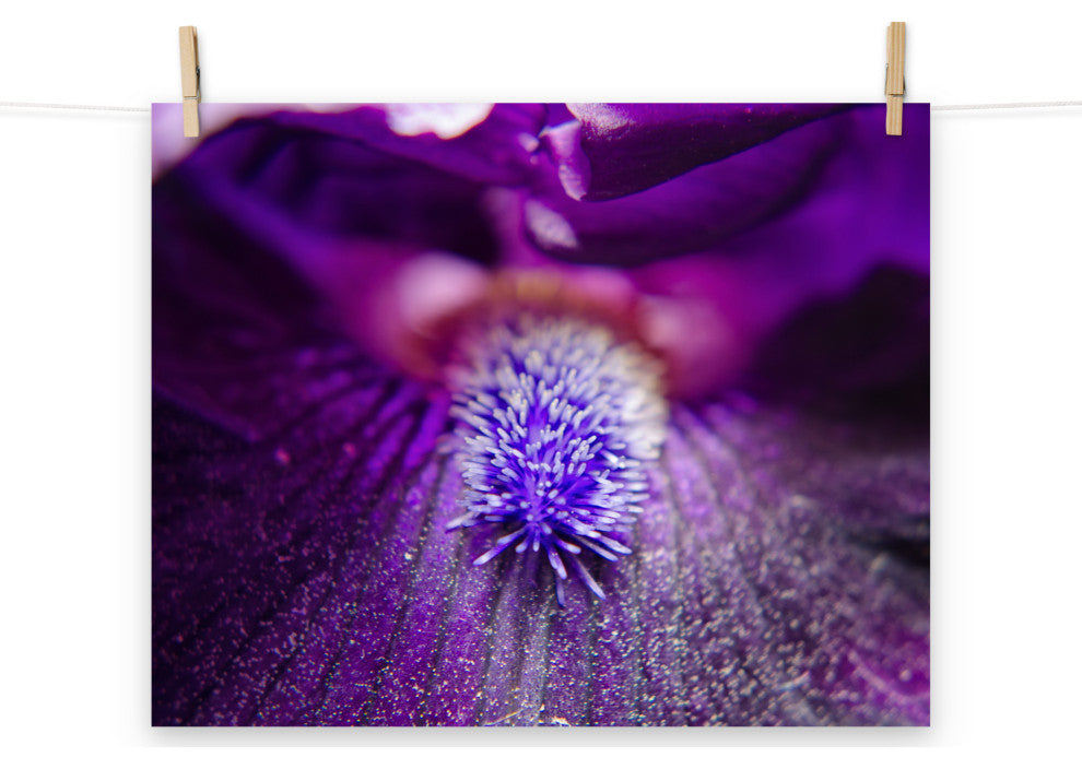 Eye of Iris Nature Photography, Floral Unframed Wall Art Print, 16" X 20"