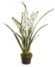 Cymbidium Orchid 36" Drop-In White