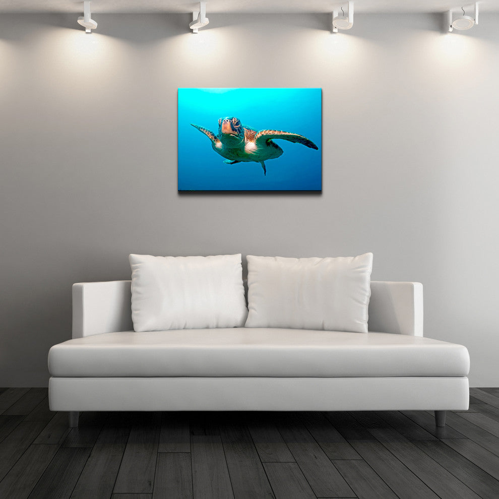 Ready2hangart Christopher Doherty Photography 'Turtle' Canvas Wall Art