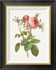 "Rosa Centrifolia Foliacea" Framed Canvas Giclee by Pierre Redoute, 18"x22"