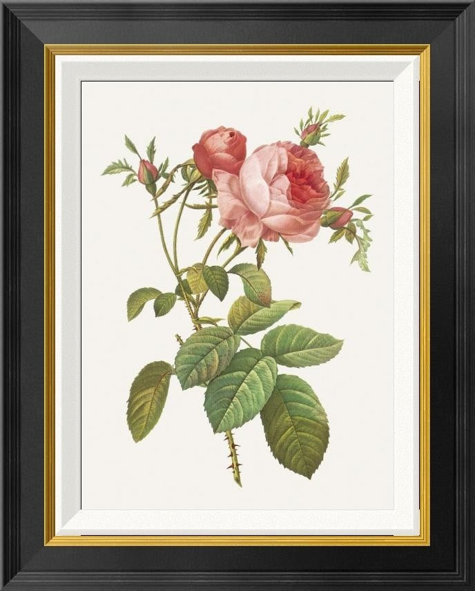 "Rosa Centrifolia Foliacea" Framed Canvas Giclee by Pierre Redoute, 18"x22"
