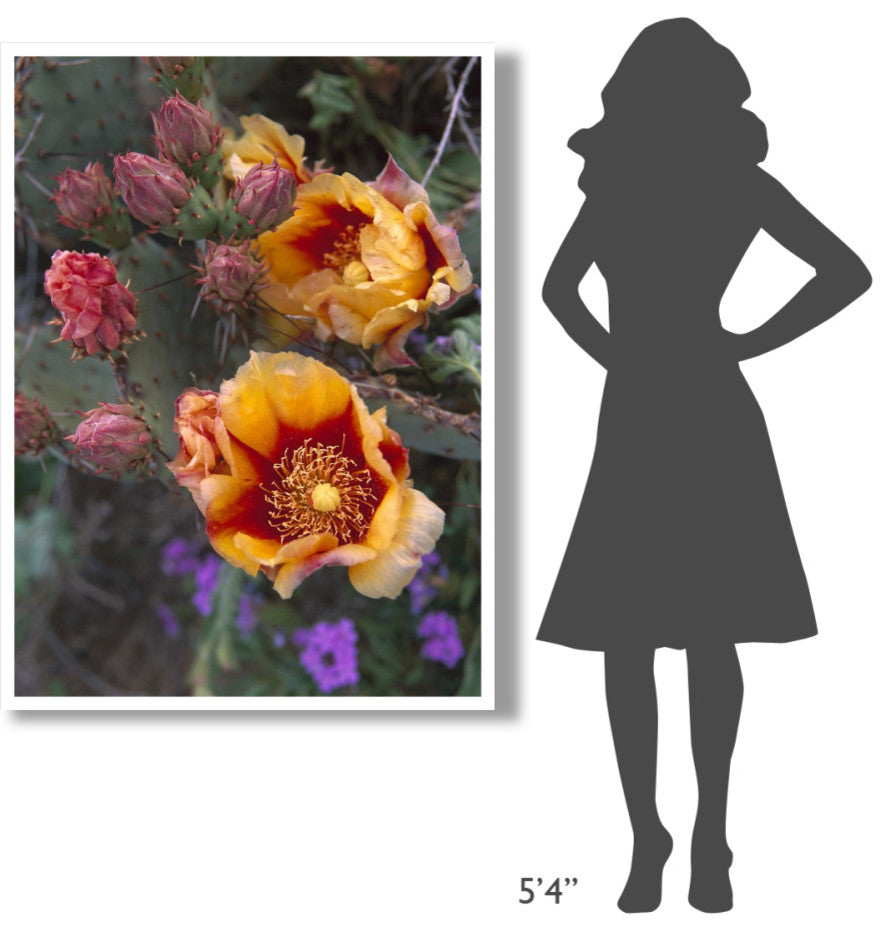 "Opuntia in bloom, North America" Digital Paper Print by Tim Fitzharris, 38"x50"