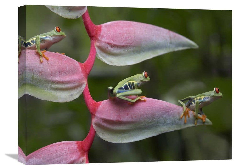 "Red-Eyed Tree Frog Three Sitting On Heliconia, Costa Rica" Artwork, 24" x 18"
