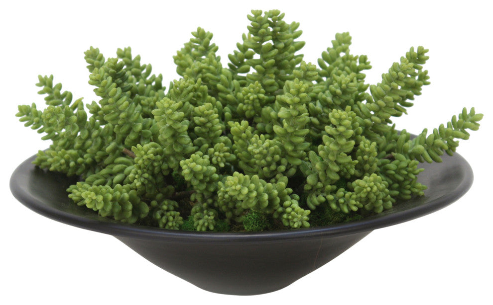 Succulents Garden in Round Bowl