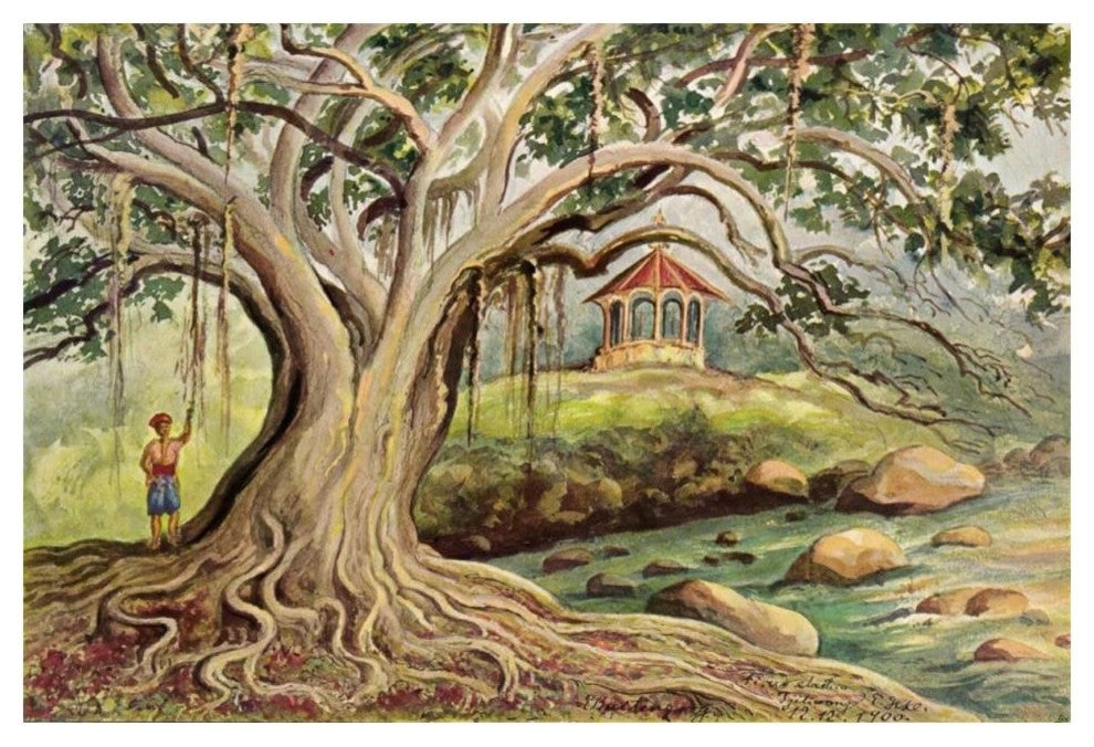 "Gummibaum auf Javaï¿½Ficus elasticaï¿½in Buitenzorg" Print, 20"x14"