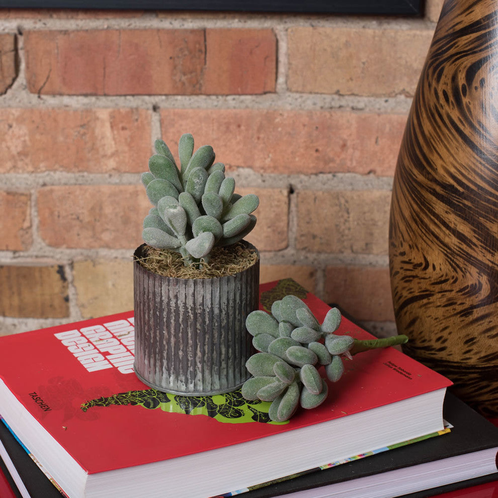 Vickerman 7" Crassula, Set of 3
