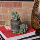 Vickerman 7" Crassula, Set of 3