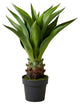 Serene Spaces Living Faux Agave Plant in Black Pot, 29"