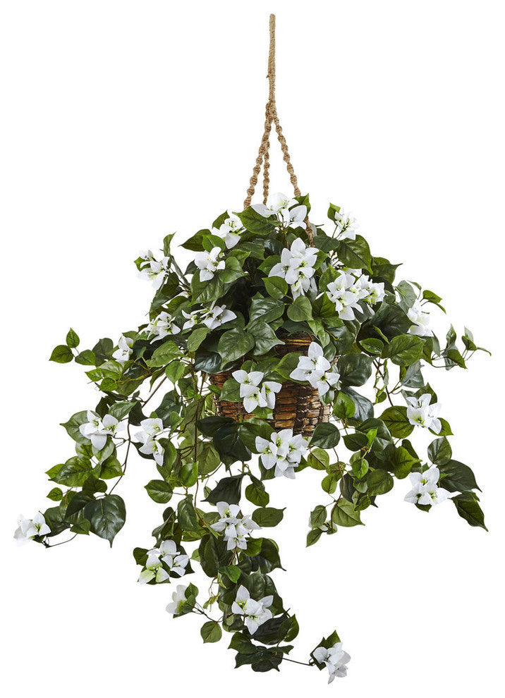 Full product shot on white background, front-facing view, matches Bougainvillea Hanging Basket without text or diagrams.