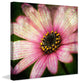 "Pink Daisy Panel 2" Painting Print on Canvas by Malek