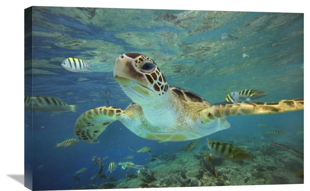 "Green Sea Turtle, Balicasag Island, Philippines" Artwork, 30" x 20"