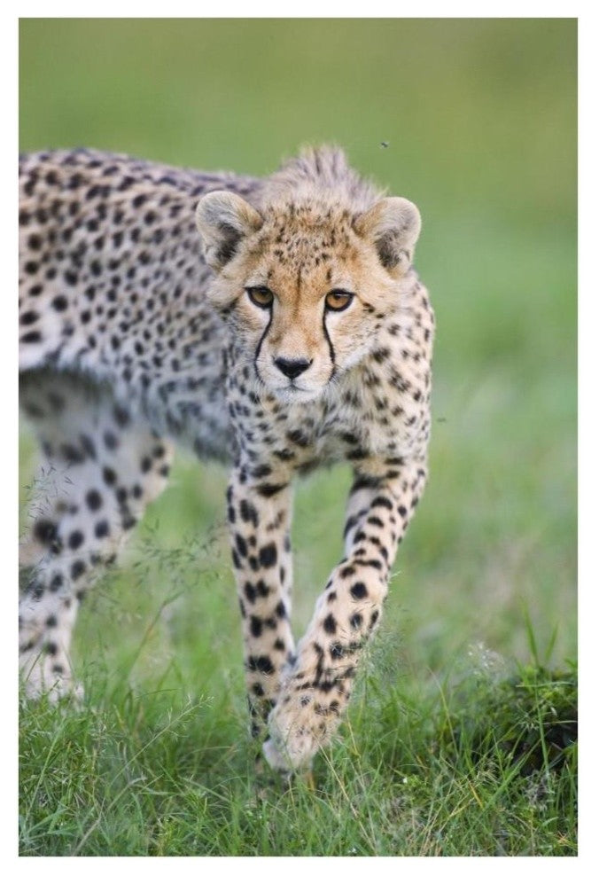 "Cheetah 6 month old cub, Masai Mara National Reserve, Kenya" Paper Art, 26"x38"
