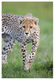 "Cheetah 6 month old cub, Masai Mara National Reserve, Kenya" Paper Art, 26"x38"