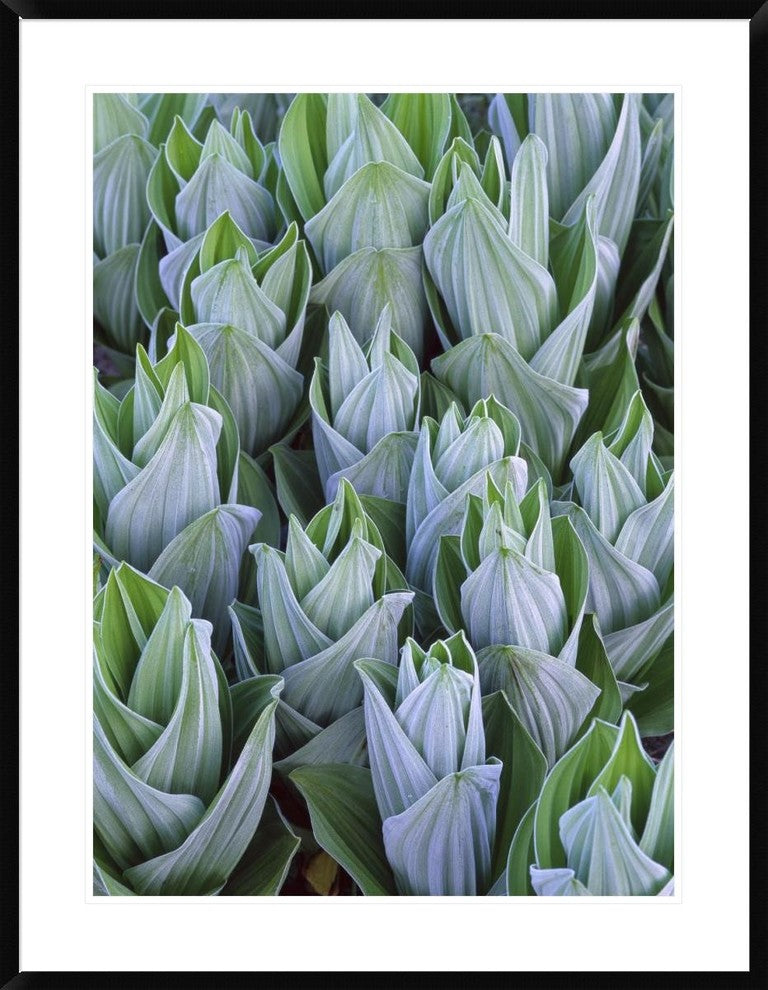 "False Hellebore with frost, Gothic, Colorado"  by Tim Fitzharris, 32x40"