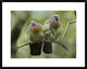 Pink-Necked Green-Pigeon Pair, Jurong Bird Park, Singapore, 30"x24"