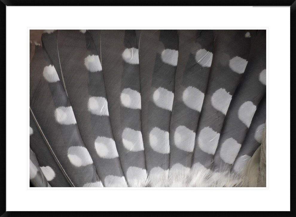 "Great Spotted Woodpecker wing feather detail, Germany"  by Duncan Usher, 38x28"