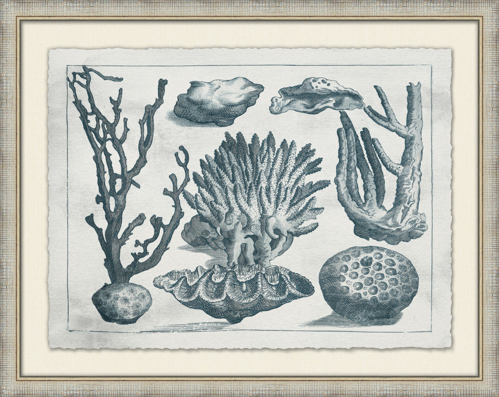 Aquatic Specimines 6, Giclee Reproduction Artwork