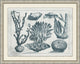 Aquatic Specimines 6, Giclee Reproduction Artwork