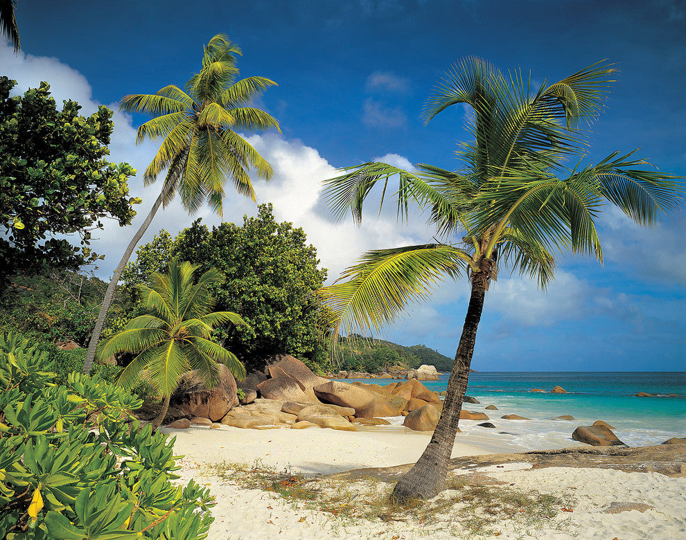 Palm Trees On The Beach Mural Wallpaper