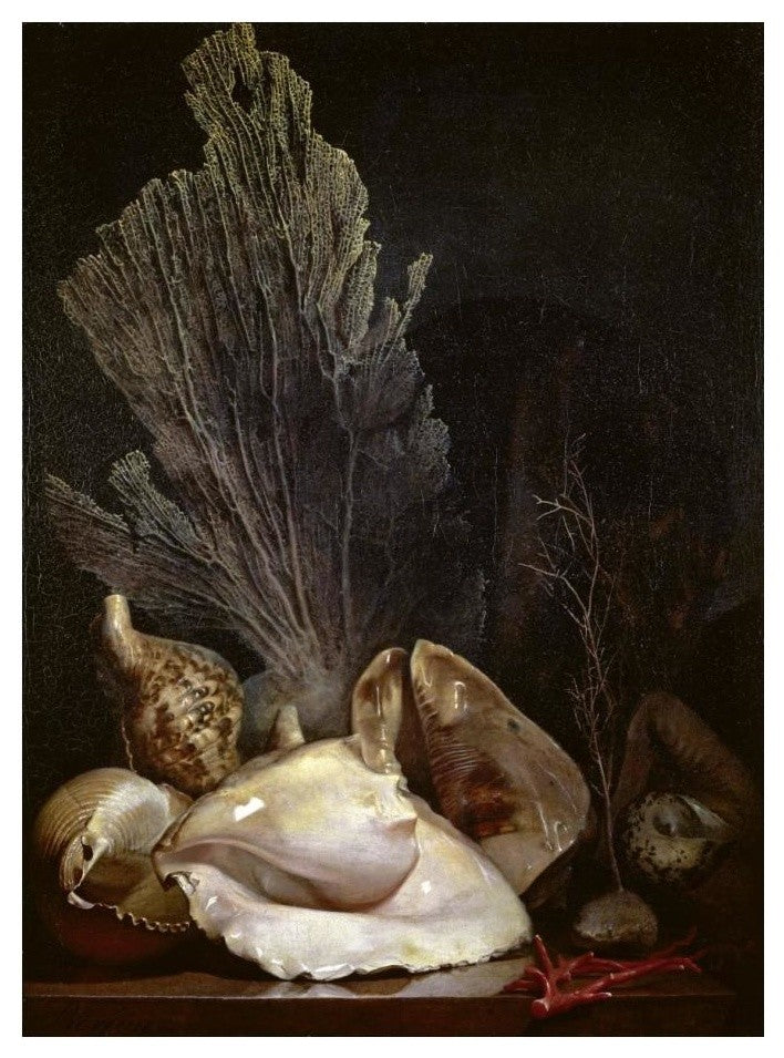 "Coquillages et Madreposes" Digital Paper Print by Antoine Berjon, 18"x24"