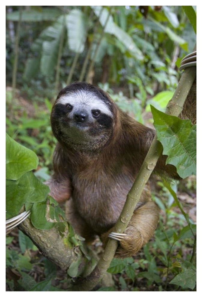 "Brown-throated 3-toed Sloth male, Aviarios Sloth Sanctuary" Paper Art, 42"x62"