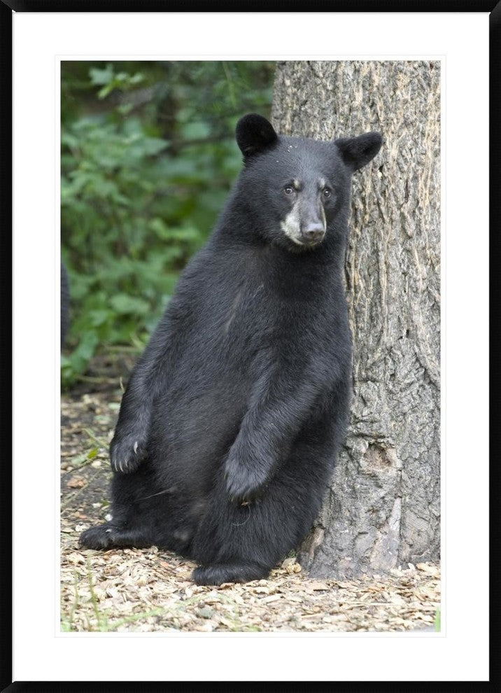 Black Bear Cub Leaning Against Tree, Orr, Minnesota, 30"x42"