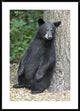Black Bear Cub Leaning Against Tree, Orr, Minnesota, 30"x42"