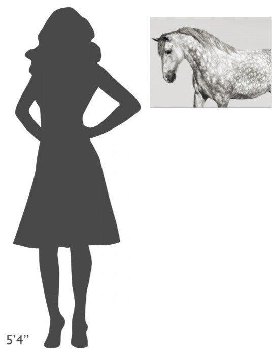 "Leia, Andalusian Pony" Stretched Canvas Giclee by Pangea Images, 24"x18"