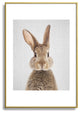 Gal Design Rabbit Colorful Metal Framed Art Print
