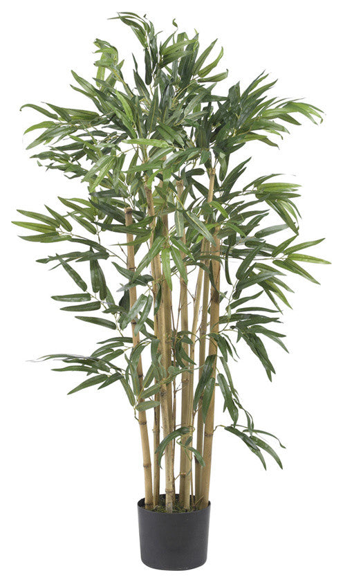 3' Multi Bambusa Bamboo Silk Tree