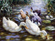 Tile Mural, Five Ducks By Alexander Koester Birds Lake River Ceramic, Matte